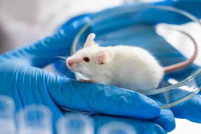 Una novedosa técnica de edición disminuye el colesterol en ratones sin alterar su ADN