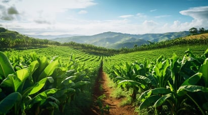 Los cultivos ecológicos: mejor impacto ambiental cuanto más agrupados