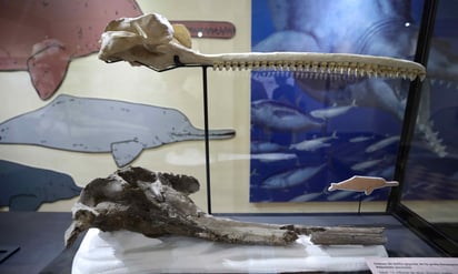 Cráneo del delfín gigante. EFE