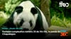 video STV - Festejan cumpleaños número 35 de Xin Xin, la panda de Chapultepec