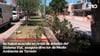 video STV - No habrá ecocidio en retiro de árboles del Sistema Vial, asegura director de Medio Ambiente de Torreón