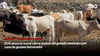 video STV - EUA anuncia nuevo cierre al paso del ganado mexicano por caso de gusano barrenador