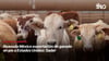 video STV - Reanuda México exportación de ganado en pie a Estados Unidos: Sader