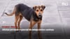 video STV - Alistan jornada especial de adopciones caninas