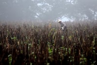 Hace cuatro siglos los pescadores que habitaban el sur de nuestro continente notaron que las temperaturas de las aguas se calentaban más de lo normal en ciertos periodos y la pesca disminuía. Este fenómeno aparecía en fechas cercanas a la celebración católica que anuncia el nacimiento de Jesús, así que decidieron nombrarlo El Niño. (ARCHIVO)