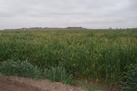 La semilla de avena forrajera que sustituirá al cultivo de frijol debido al atraso de lluvias en la región. (EL SIGLO DE TORREÓN)