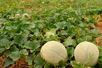 Se siembran unas 250 hectáreas de melón tardío. (EL SIGLO DE TORREÓN)