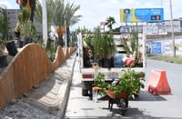 Reanudan colocación de plantas en ruta del Metrobús