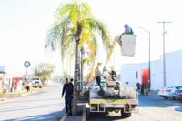 Se realizaron trabajos de poda en la calzada Victoria. (EL SIGLO DE TORREÓN)