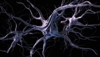 Descubren que la preferencia por el azúcar tiene base neuronal