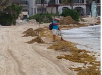 Los puntos más afectados son Playa Gaviota Azul, Playa Lagarto y Playa Chac Mool.
