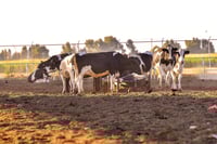 El programa de mejoramiento ganadero se realiza a través de la Dirección de Desarrollo Rural del estado.