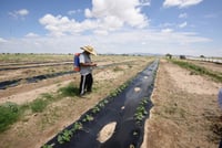 Coneval señaló que es importante establecer precios y volúmenes escalonados por tamaño de productos en el programa de garantías. (ARCHIVO) 