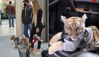 Captan a mujer paseando a cachorro de tigre en Plaza Antara de la CDMX