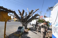 La poda de dos árboles, ubicados a un costado de las oficinas del Simas Abastos, se realizó sin la autorización de Medio Ambiente.