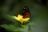 La ciencia ha advertido del preocupante deterioro de la naturaleza y ha urgido a la comunidad internacional a doblegar la curva del alarmante declive de la biodiversidad tras comprobar que ninguno de los objetivos previstos en la Convención de Diversidad Biológica de la ONU para 2020 se ha cumplido. (ARCHIVO) 