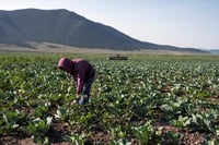 De acuerdo con la Asociación Mexicana de Instituciones de Seguros (AMIS), esta situación deja en vulnerabilidad a productores, ya que en caso de siniestros perderán sus productos.
(ARCHIVO)