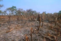 La crisis climática amenaza con tener graves impactos en África, donde el aumento de las temperaturas, la elevación del nivel del mar y la mayor frecuencia de fenómenos meteorológicos extremos amenazan la salud y la seguridad de millones de personas, advierte un estudio publicado por Naciones Unidas. (ARCHIVO) 
