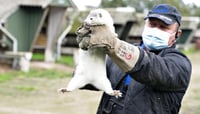 El gobierno danés ordenó el sacrificio de millones de visones en el país con la finalidad de evitar la propagación de la mutación del coronavirus que fue detectado en estos animales (CAPTURA)   