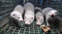 Según explicaron los especialistas, se han detectado 5 mutaciones distintas en el patógeno, las cuales han afectado por lo menos a 214 personas en Dinamarca (ESPECIAL)  