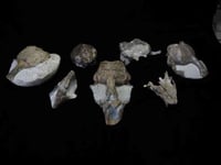 Científicos de una universidad australiana han descubierto una especie desconocida hasta ahora de gigantesca foca monje, que vivió hace tres millones de años en el Hemisferio Sur, a partir de fósiles hallados en Nueva Zelanda. (ESPECIAL) 