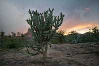 La Sierra del Sarnoso abarca municipios de Gómez Palacio, Lerdo y Mapimí. Tiene solo el 7.4% de todo su territorio protegido. (Jorge Martínez)