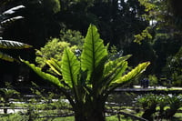 Aunque estamos acostumbrados a ver a las plantas competir por la luz y crecer hacia arriba para obtener energía solar y bloquear el ascenso de las rivales, bajo tierra tiene lugar una competencia similar, una carrera oculta por los recursos subterráneos que determina la longitud y el volumen de las raíces. (ARCHIVO) 