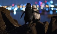 De acuerdo al fotógrafo, le llevó tres días capturar la imagen de los pingüinos en Australia (@TOBIASVISUALS)