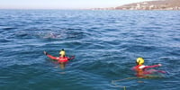 Elementos de la Marina liberaron una ballena atrapada. (ARCHIVO) 