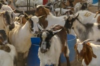 Los caprinocultores de Francisco I. Madero podrán adquirir un máximo de cinco sementales al 50 por ciento de su precio normal. (ARCHIVO) 