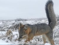 Este fin de semana en diversas partes de Texas y México se registraron nevadas y heladas con muy bajas temperaturas, llegando a congelar animales de pie según imágenes en redes sociales. (Especial) 