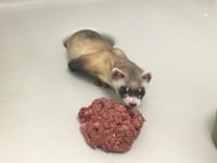 Logran clonar hurón de patas negras; una especie en peligro de extinción
