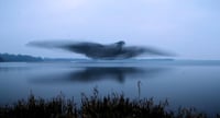 La imagen fue tomada mientras las aves volaban sobre el lago Lough Ennell (CAPTURA) 