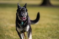 Manda Biden sus perros a Delaware tras ataque a miembro de su seguridad