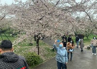 En la primavera de 1939 se plantaron los primeros cerezos en Wuhan. (EFE)