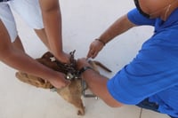 Realizarán campaña de vacunación antirrábica en ejidos de San Pedro