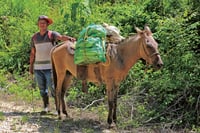 En México, el programa consiste en sembrar un millón de hectáreas y trabajan ya 420,000 sembradores. (ARCHIVO)