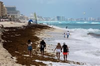 Reiteraron que los volúmenes de la macroalga serán superiores a los registrados en 2018. (ARCHIVO) 