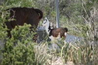 La llama nació el jueves de la semana pasada en Monclova.