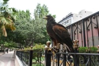 La Plaza de Armas de Torreón es uno de los espacios públicos con la mayor concentración de palomas por lo que pudiera ser un sitio ideal para la implementación de un plan piloto que consiste en ahuyentarlas a través de aves rapaces de diversas especies como aguililla de harris, halcón peregrino y halcón aplomado. (FERNANDO COMPEÁN)