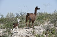 Imagen Visitas al zoológico de Monclova aumentan ante las  vacaciones