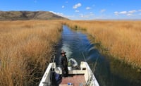 Cinco nuevas especies de plantas, todas ellas pertenecientes al género Jacquemontia, que son enroscadas o trepadoras con flores azules, han sido descubiertas en las laderas de los Andes bolivianos. (ESPECIAL) 