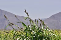 Se oponen ejidatarios al proyecto de Agua Saludable para La Laguna