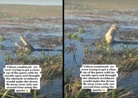 El caso genera molestia entre internautas que señalan que drones que vuelan tan bajo, molestan a los animales. (INTERNET)