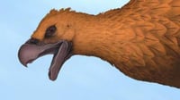 Investigadores descubren aves carnívoras gigantes del Pleistoceno en Argentina