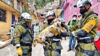 Por lo menos 40 mascotas fueron rescatadas en la zona del Chiquihuite