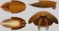 Un equipo de paleontólogos del Museo Real de Ontario (ROM) ha descubierto en las rocosas canadienses los restos de un fósil de una nueva especie ya extinguida que vivió en el Cámbrico, hace medio billón de años de antigüedad. (ESPECIAL)
 