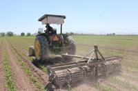 Actividades primarias retrocedieron 1.1 por ciento anual en julio: INEGI