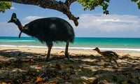 Los humanos del Pleistoceno tardío podrían haber incubado y criado polluelos