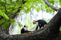 Un gen de monos y ratones interfiere con el VIH y el ébola